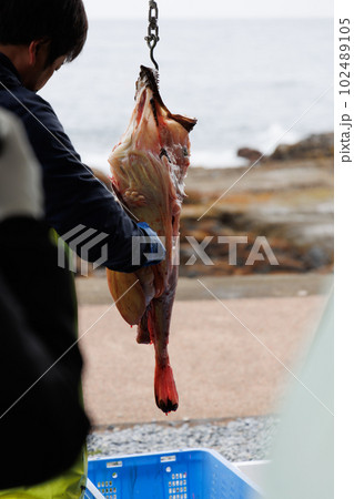 あんこうの吊るし切り(青森県風間浦村) あんこうの吊るし切り(青森県風間浦村) 102489105