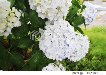 白くて大きな紫陽花 白くて大きな紫陽花 102489350