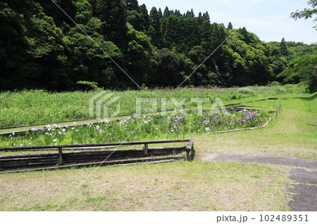 ハナショウブが咲く都市農業センターの景色 ハナショウブが咲く都市農業センターの景色 102489351
