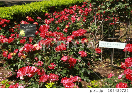 世田谷区運動場の花壇を歩いた 102489723
