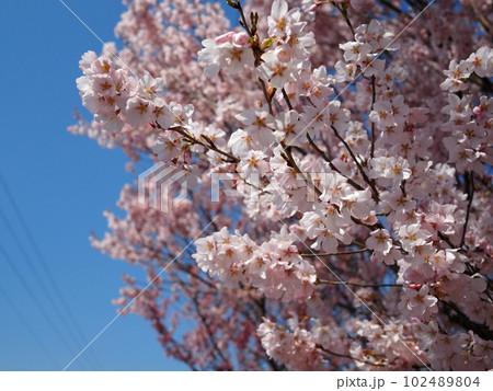 花見山 花見山 102489804