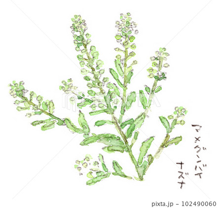 春〜初夏の植物、ペンペングサによく似た野草、マメグンバイナズナの水彩画イラスト 102490060
