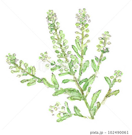 春〜初夏の植物、ペンペングサによく似た野草、マメグンバイナズナの水彩画イラスト 春〜初夏の植物、ペンペングサによく似た野草、マメグンバイナズナの水彩画イラスト 102490061