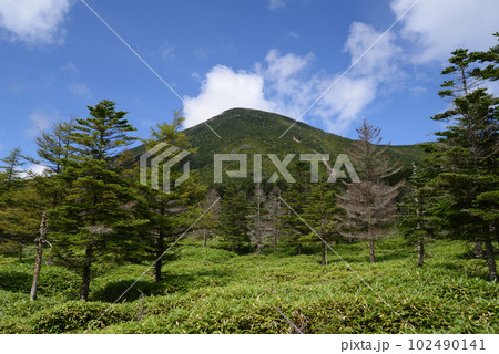 北八ヶ岳の景色 天祥寺原から見える蓼科山 北八ヶ岳の景色 天祥寺原から見える蓼科山 102490141