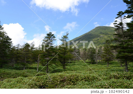 北八ヶ岳の景色　天祥寺原から見える蓼科山 102490142