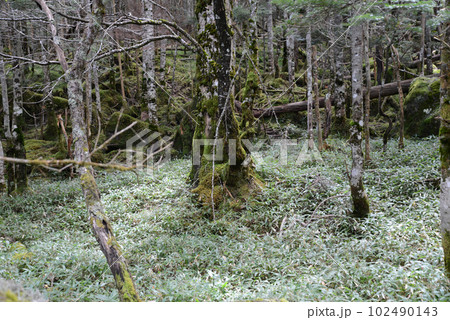 北八ヶ岳の景色　笹が勢力図を広める苔の森 102490143