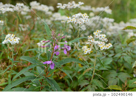 蓼科山山頂のハクサンチドリ 102490146