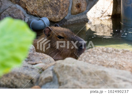 EOSR6.岡山市内、カピバラを隠し撮り。 102490237