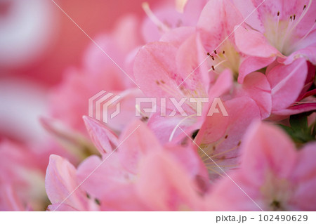 ピンク色の皐月の花 102490629