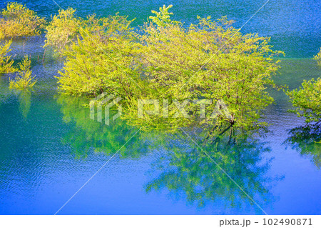 湖の水没林 102490871
