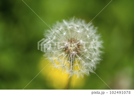 タンポポの綿毛とタンポポの花 タンポポの綿毛とタンポポの花 102491078