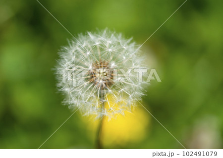 タンポポの綿毛とタンポポの花 タンポポの綿毛とタンポポの花 102491079