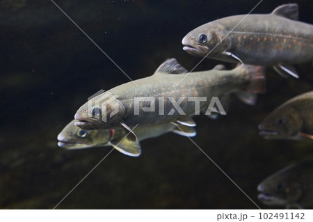 渓流の王様イワナ 渓流の王様イワナ 102491142