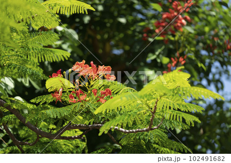 ホウオウボク ホウオウボク 102491682