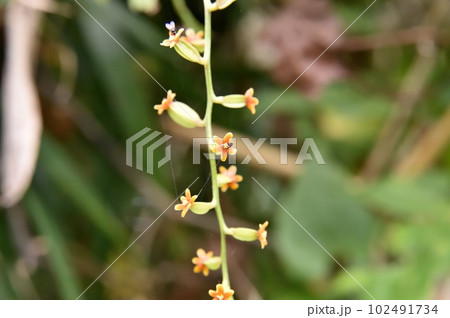 カエデドコロの雌花 102491734