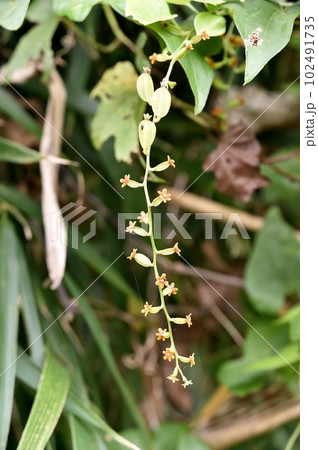 カエデドコロの雌花 カエデドコロの雌花 102491735