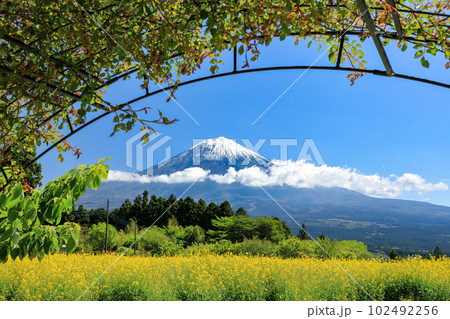 白糸の滝自然公園の菜の花畑から望む富士山　静岡県富士宮市 102492256