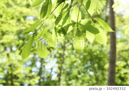 新緑が眩しいコナラの葉 102492332
