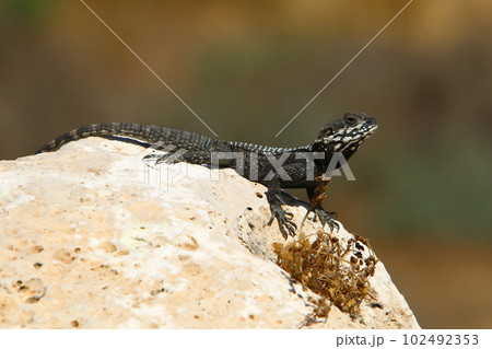 lizard sits on a big stone in the city 102492353