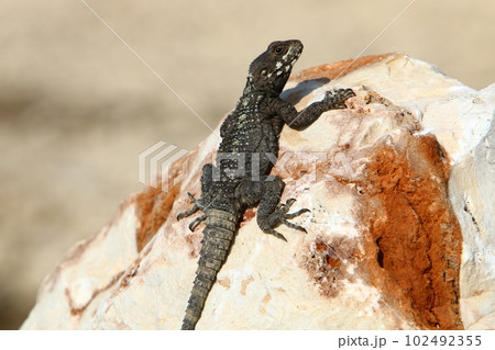 lizard sits on a big stone in the city 102492355