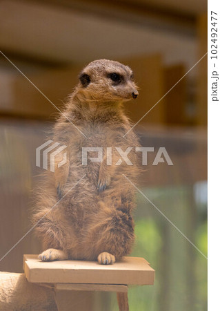 EOSR6.岡山市内、毛並みが気になるミーアキャット。 102492477