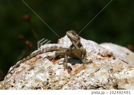 lizard sits on a big stone in the city 102492491