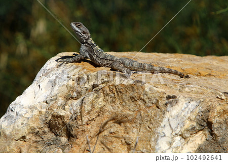lizard sits on a big stone in the city lizard sits on a big stone in the city 102492641