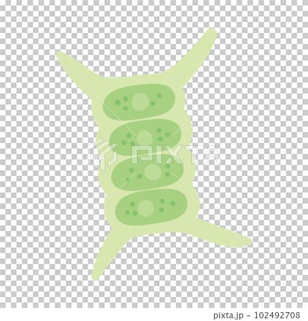 鬆散可愛的魷魚 鬆散可愛的魷魚 102492708