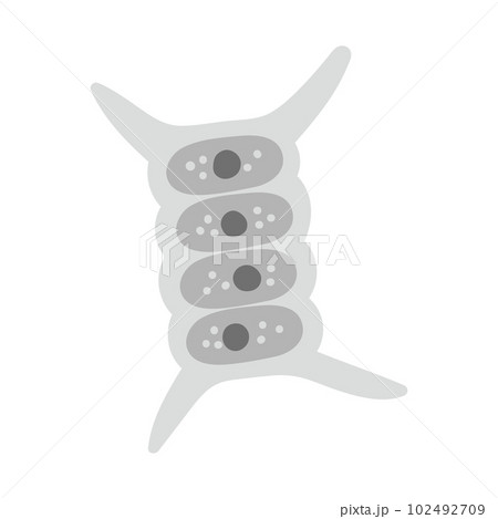 イカダモ・モノクロ 102492709