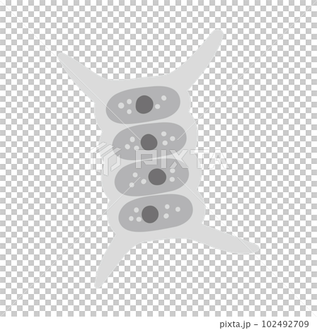 イカダモ・モノクロ 102492709