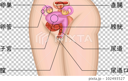 女性生殖器位置圖日語 女性生殖器位置圖日語 102493527