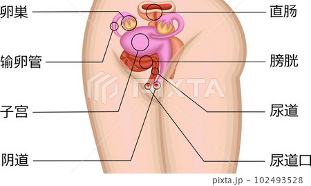 女性器　位置　イラスト　中国語 102493528
