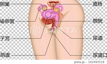 女性器　位置　イラスト　中国語 102493528