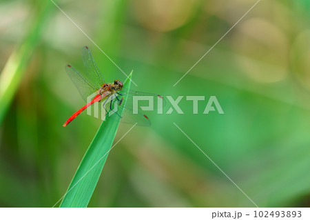 葉先にとまるマユタテアカネ 102493893