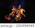夜桜 102494049