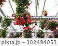 花 102494053