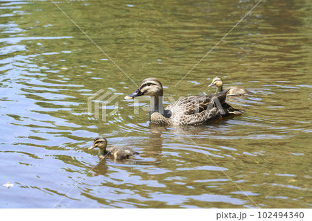 公園の池に住むカルガモの親子 102494340