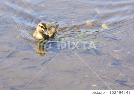 公園で泳ぐカルガモのヒナ 公園で泳ぐカルガモのヒナ 102494342