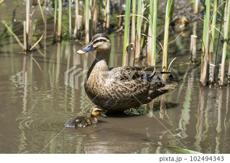 公園の池に住むカルガモの親子 102494343