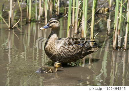 公園の池に住むカルガモの親子 102494345