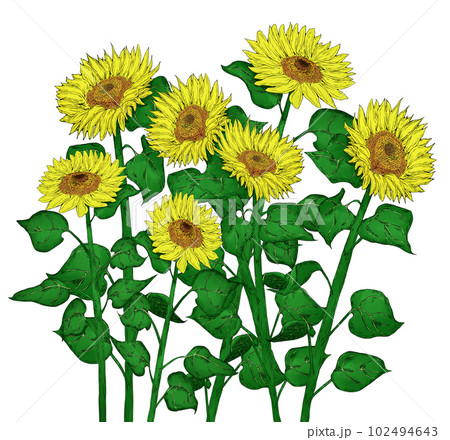 ひまわりのイラスト素材 102494643