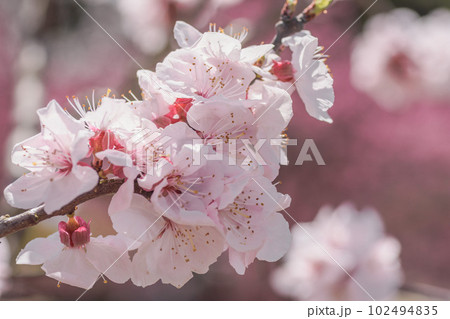 春のイメージ　アンズの花 102494835