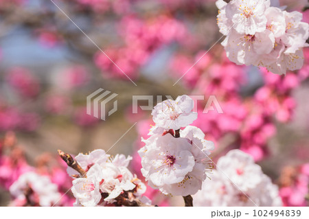 春のイメージ　アンズの花 102494839