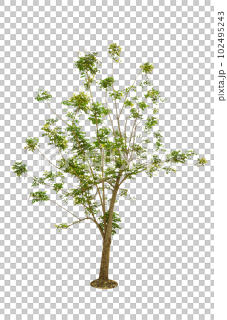 Millingtonia hortensis tree isolated 102495243