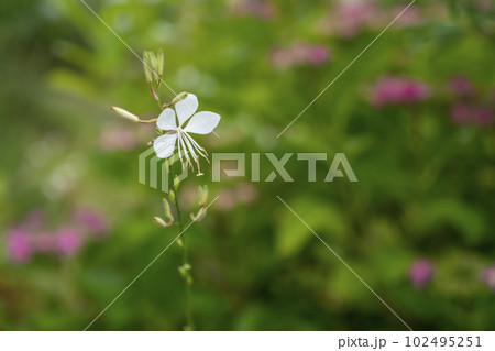 ガウラの白い花 ガウラの白い花 102495251