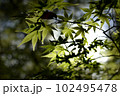 新緑の青紅葉 102495478