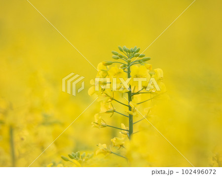 菜の花クローズアップ 102496072