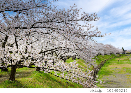 角館 桧木内川堤の満開の桜並木 角館 桧木内川堤の満開の桜並木 102496213