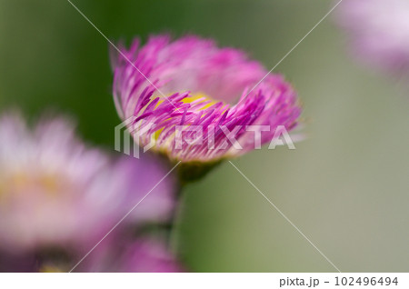 春紫苑 (ハルジオン) 102496494