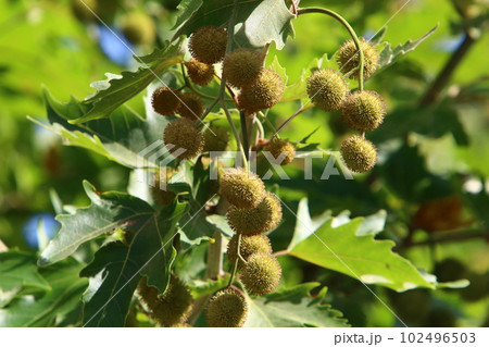 tall plane tree in a city park in northern Israel 102496503